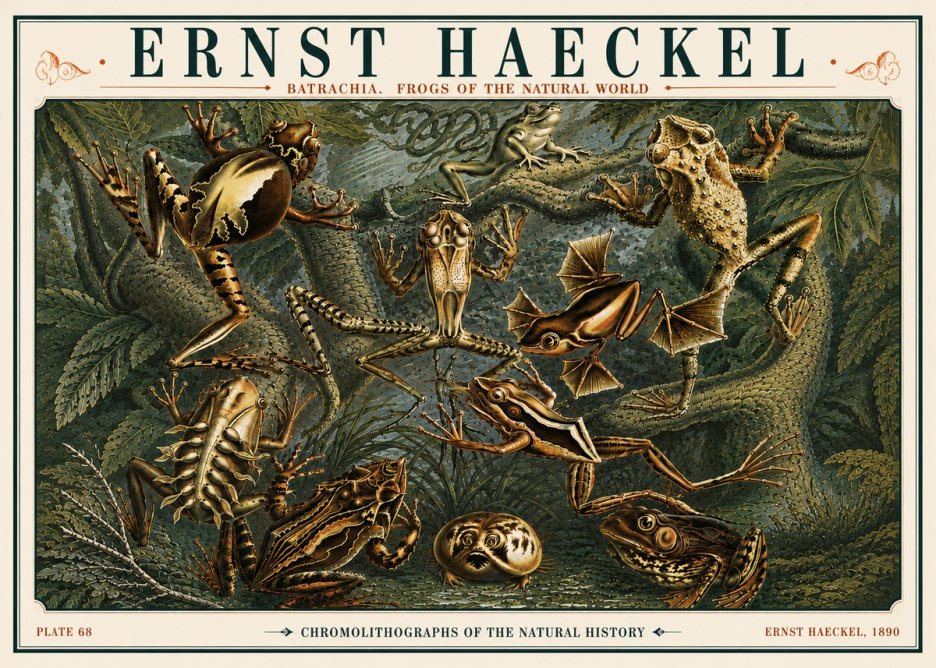 Ernst Haeckel Frogs of the Natural World No6 - Poster