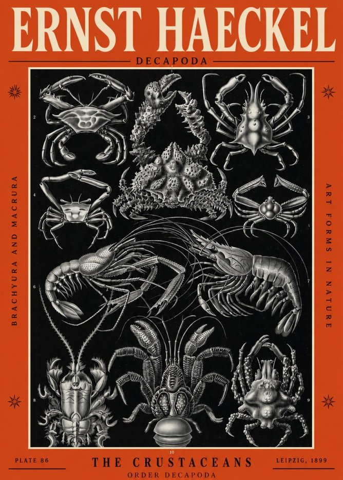 Ernst Haeckel Decapoda Brachyura and Macrura Plate 86 No2 - Poster