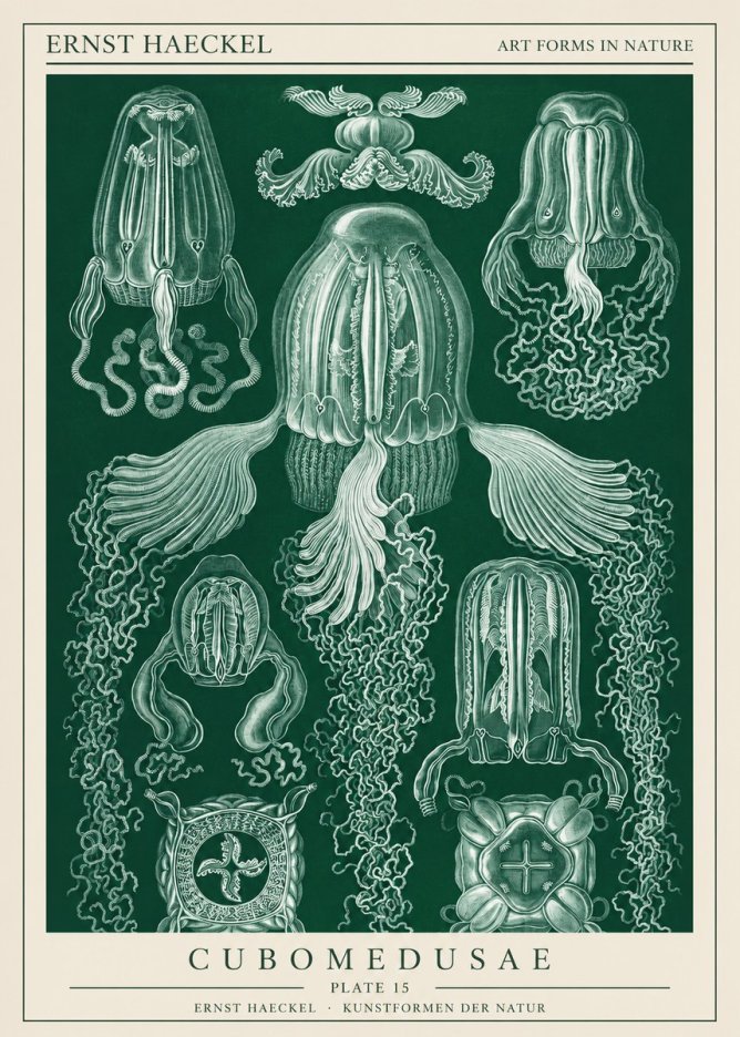 Ernst Haeckel Cubomedusae No1 - Poster