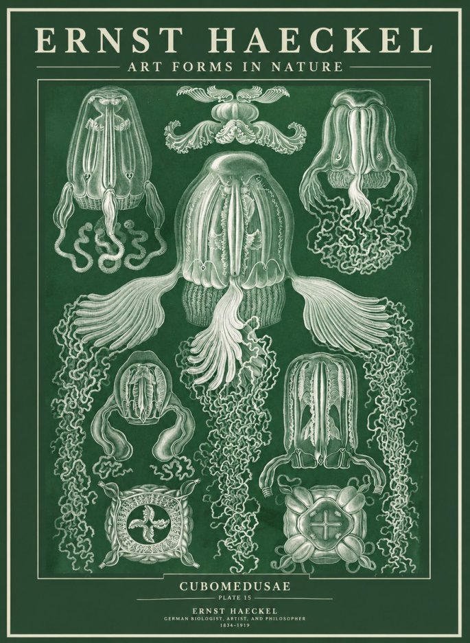 Ernst Haeckel Cubomedusae No3 - Poster