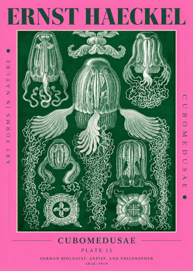 Ernst Haeckel Cubomedusae No4 - Poster