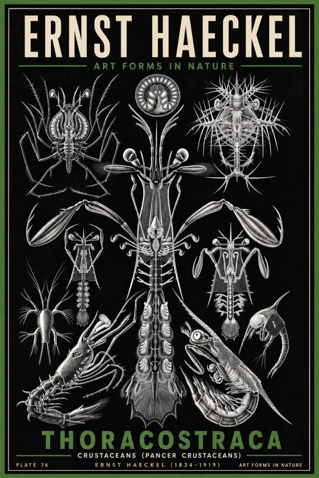 Ernst Haeckel Thoraocostraca - Crustaceans - Plate 76 No6 - Poster
