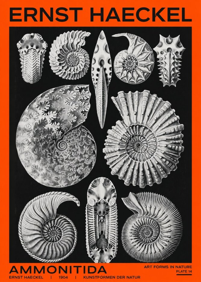 Ernst Haeckel Ammonitida - Ammonites No2 - Poster