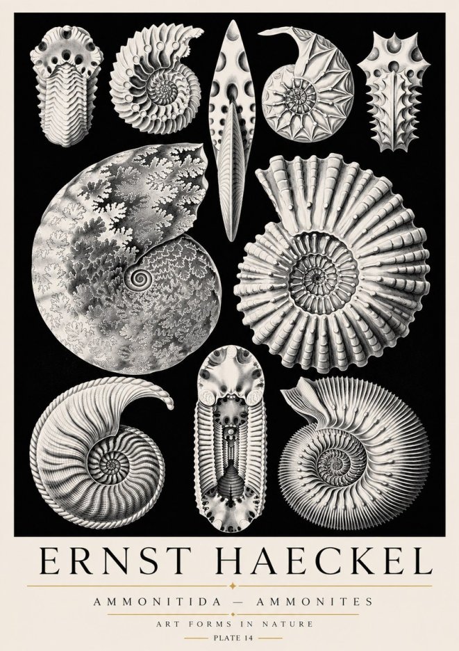 Ernst Haeckel Ammonitida - Ammonites No3 - Poster