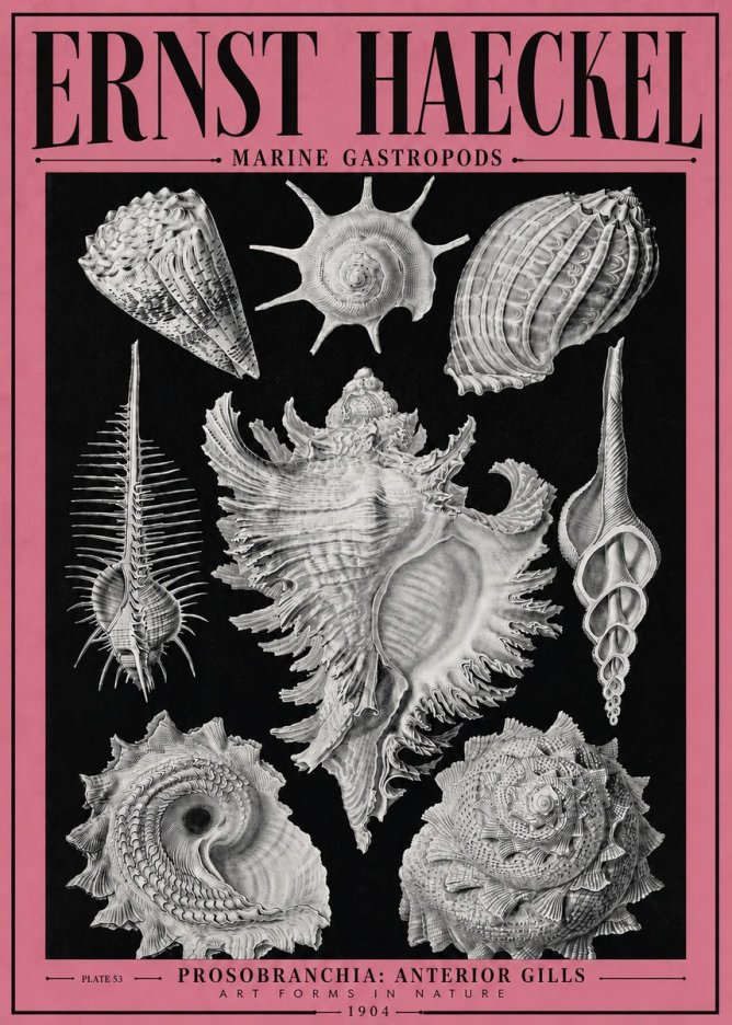 Ernst Haeckel Prosobranchia - Marine Gastropods No4 - Poster