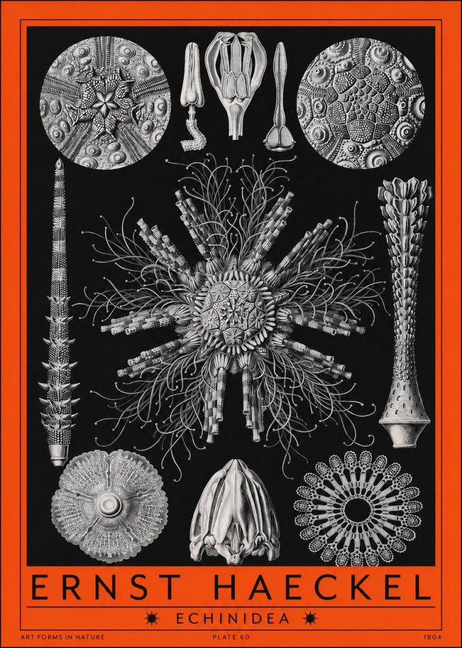 Ernst Haeckel Echinidea Sea Urchins No2 - Poster