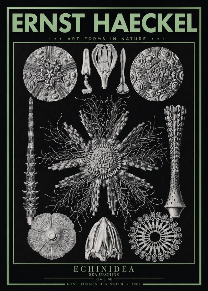 Ernst Haeckel Echinidea Sea Urchins No3 - Poster