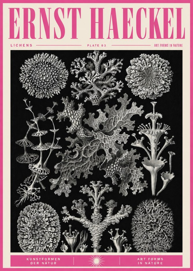 Ernst Haeckel Lichens - Plate 83 No5 - Poster