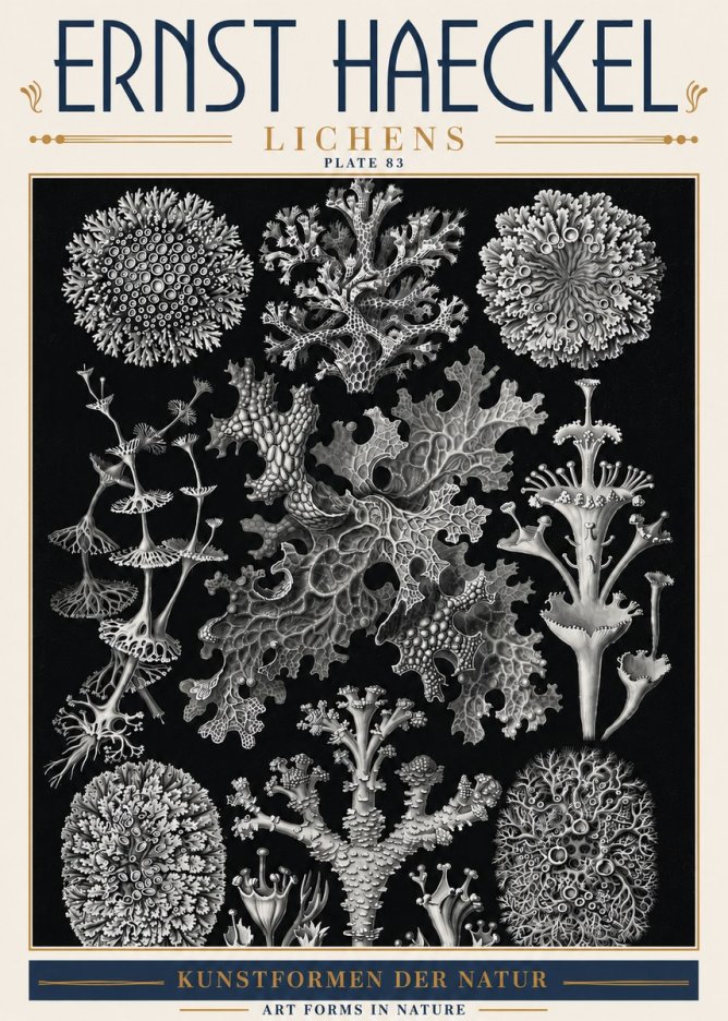 Ernst Haeckel Lichens - Plate 83 No6 - Poster
