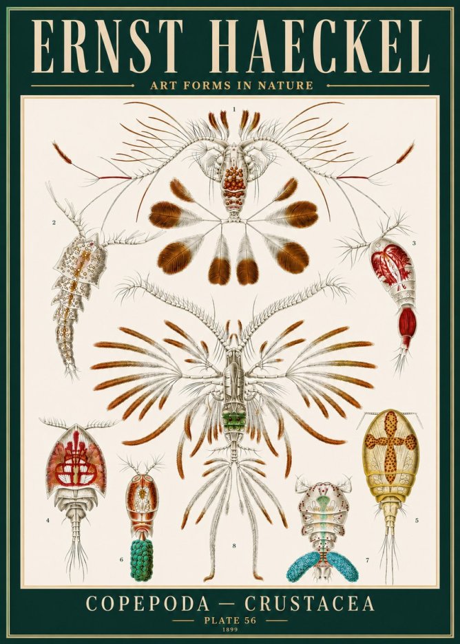 Ernst Haeckel Copepoda — Crustacea Plate 56 No4 - Poster