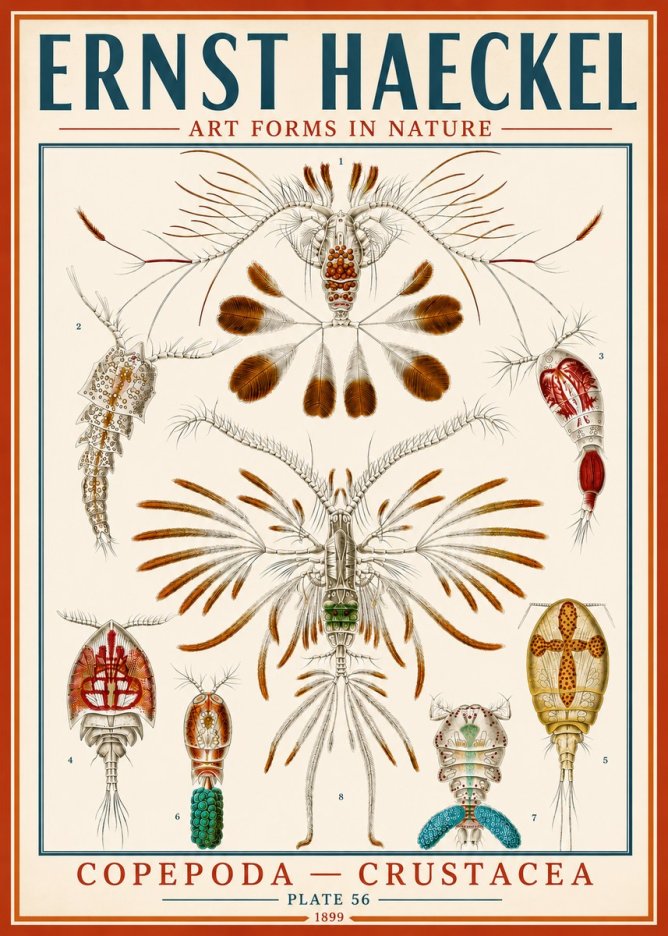 Ernst Haeckel Copepoda — Crustacea Plate 56 No5 - Poster