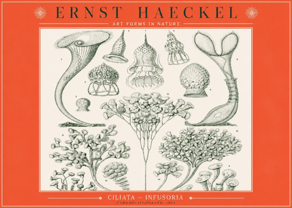 Ernst Haeckel Ciliata - Infusoria - Plate 3 No3 - Poster