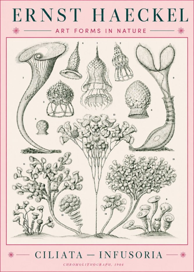 Ernst Haeckel Ciliata - Infusoria - Plate 3 No5 - Poster