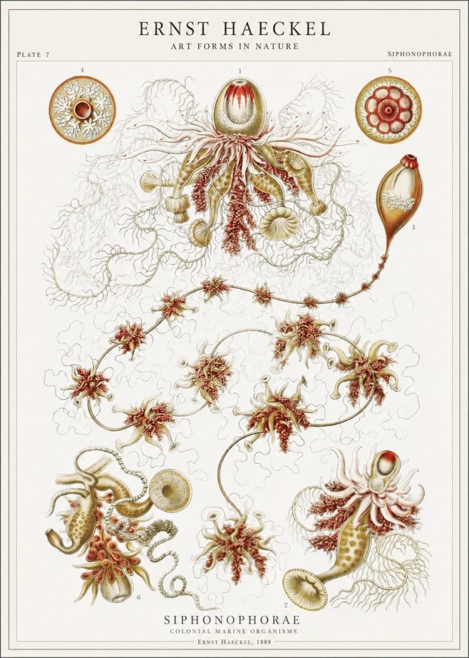 Ernst Haeckel Siphonophorae No1 - Poster