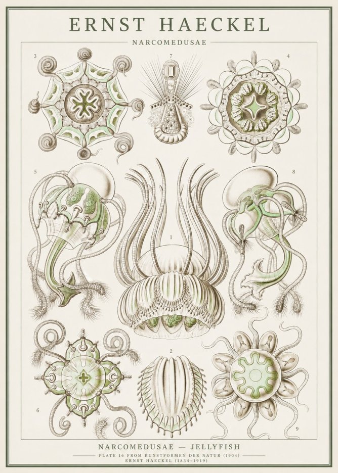 Ernst Haeckel Narcomedusae - Jellyfish No1 - Poster