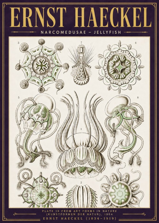 Ernst Haeckel Narcomedusae - Jellyfish No6 - Poster