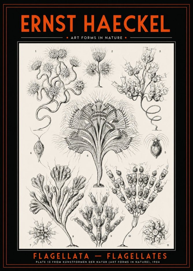 Ernst Haeckel Flagellata - Flagellates No2 - Poster