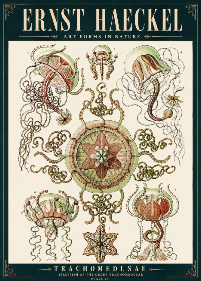 Ernst Haeckel Trachomedusae No4 - Poster