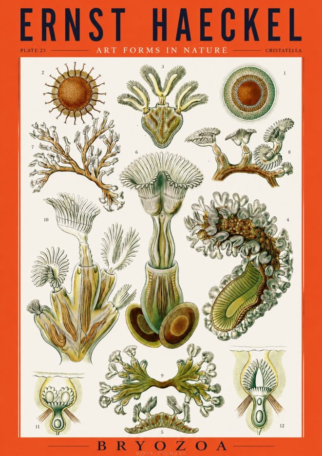 Ernst Haeckel Cristatella No3 - Poster