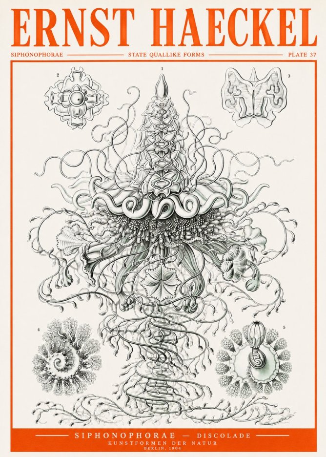Ernst Haeckel Siphonophorae – State Quallike Forms No2 - Poster