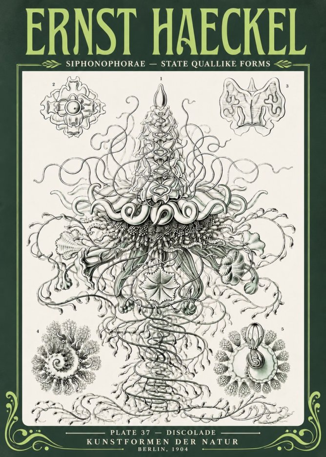 Ernst Haeckel Siphonophorae – State Quallike Forms No4 - Poster