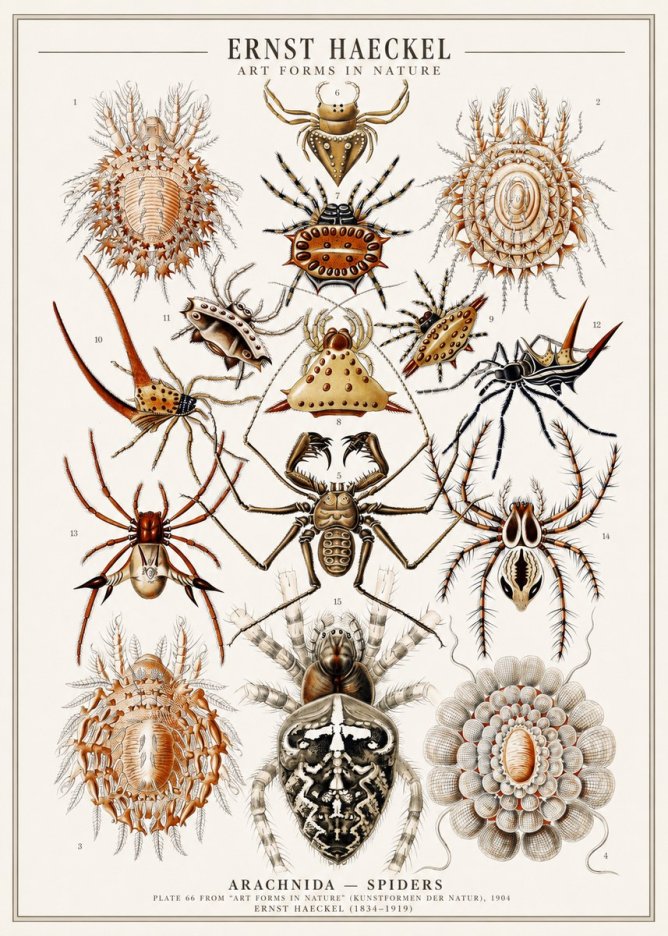Ernst Haeckel Arachnida — Spiders No1 - Poster