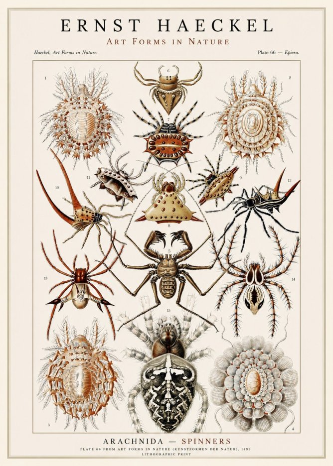 Ernst Haeckel Arachnida — Spiders No3 - Poster