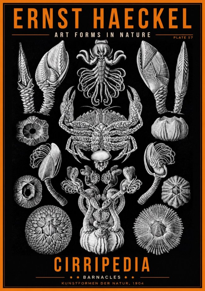 Ernst Haeckel Cirripedia Barnacles No2 - Poster
