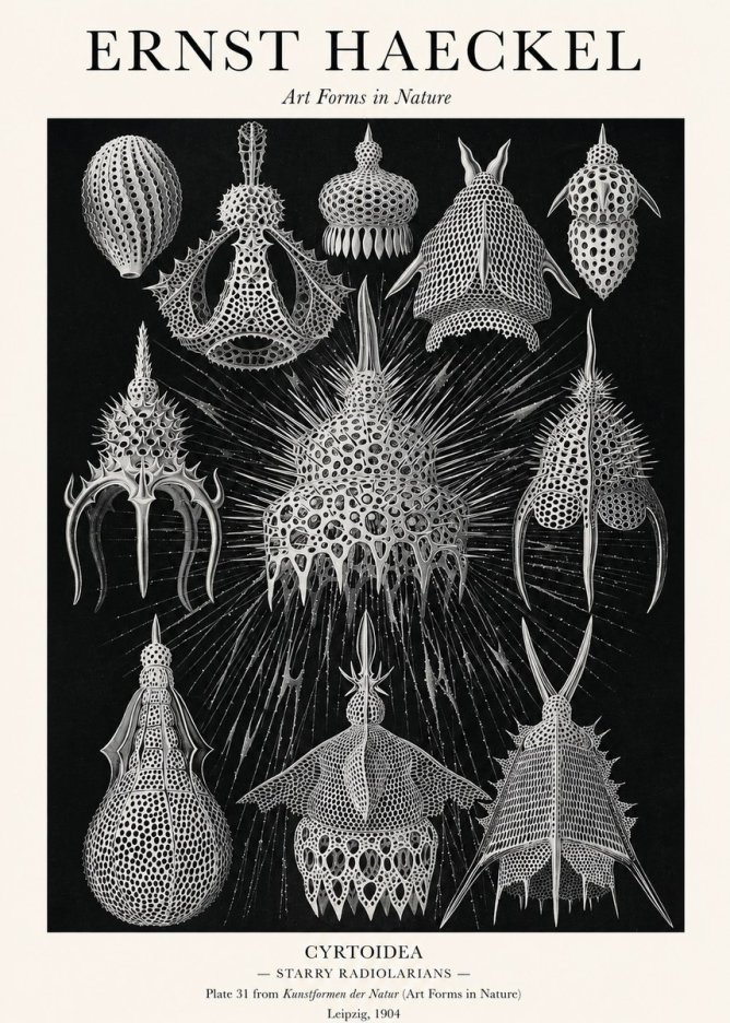 Ernst Haeckel Cyrtoidea - Starry Radiolarians No1 - Poster