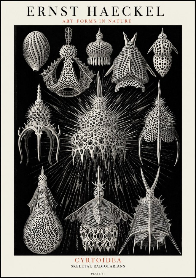 Ernst Haeckel Cyrtoidea - Starry Radiolarians No4 - Poster