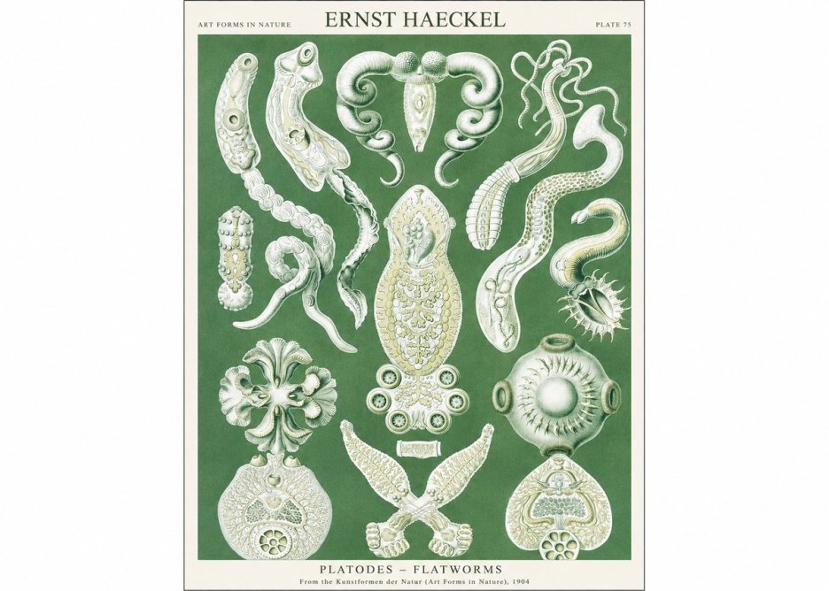 Ernst Haeckel Platodes – Flatworms No1 - Poster