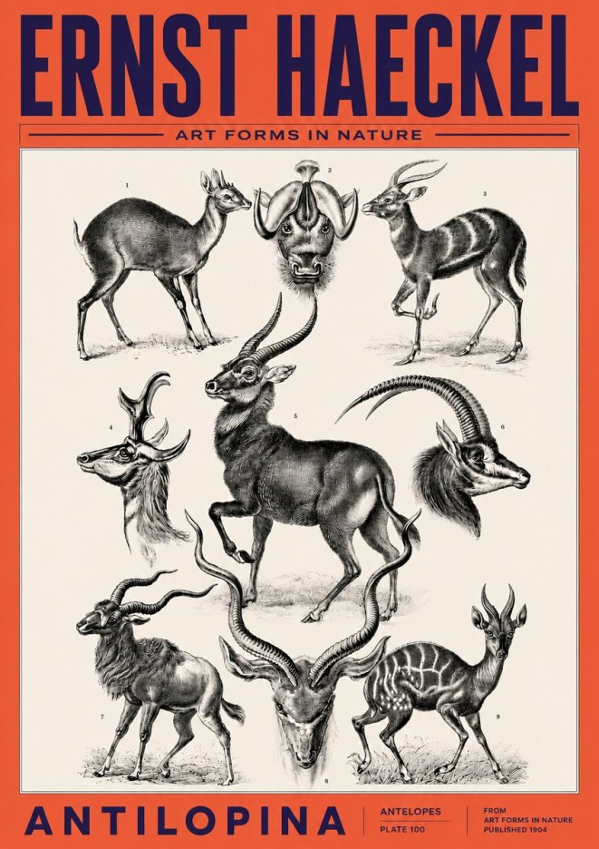 Ernst Haeckel Antelopes No6 - Poster