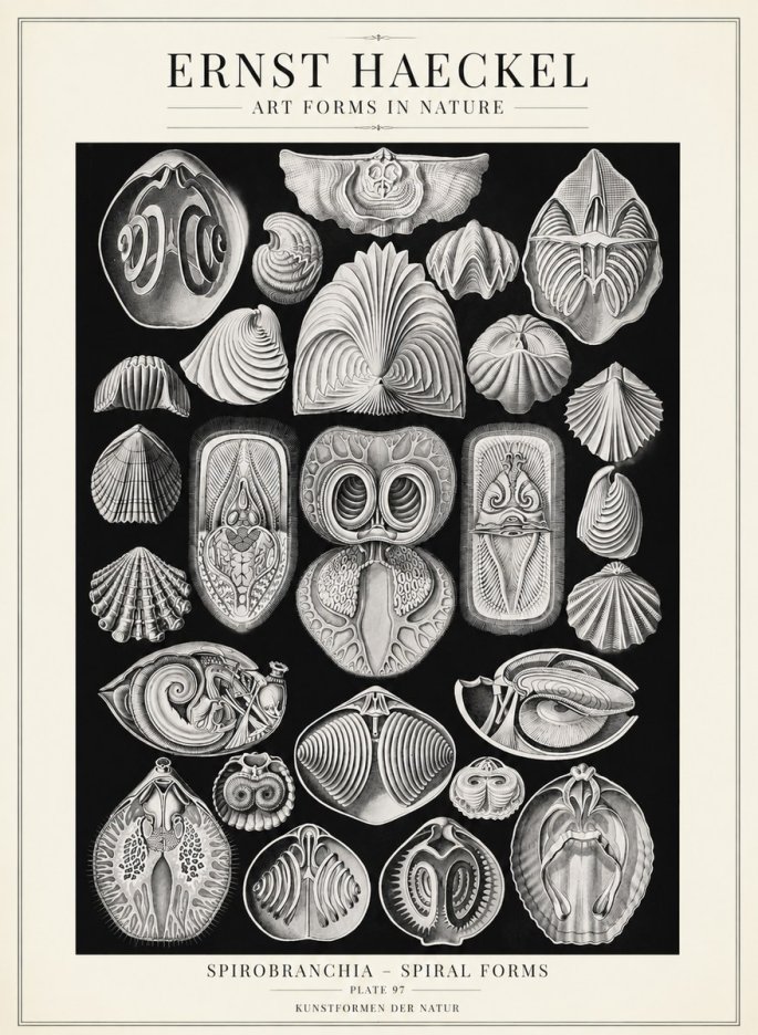Ernst Haeckel Spirobranchia No4 - Poster
