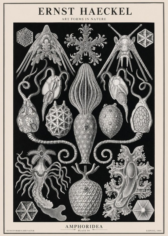 Ernst Haeckel Amphoridea No2 - Poster