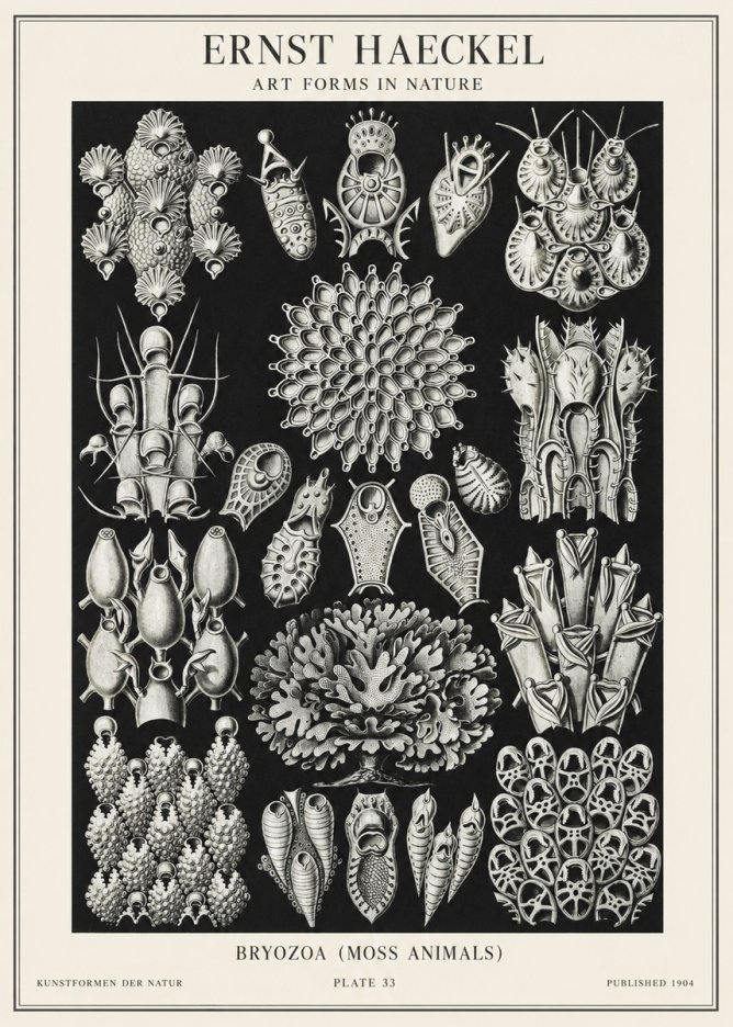 Ernst Haeckel Bryozoa No2 - Poster