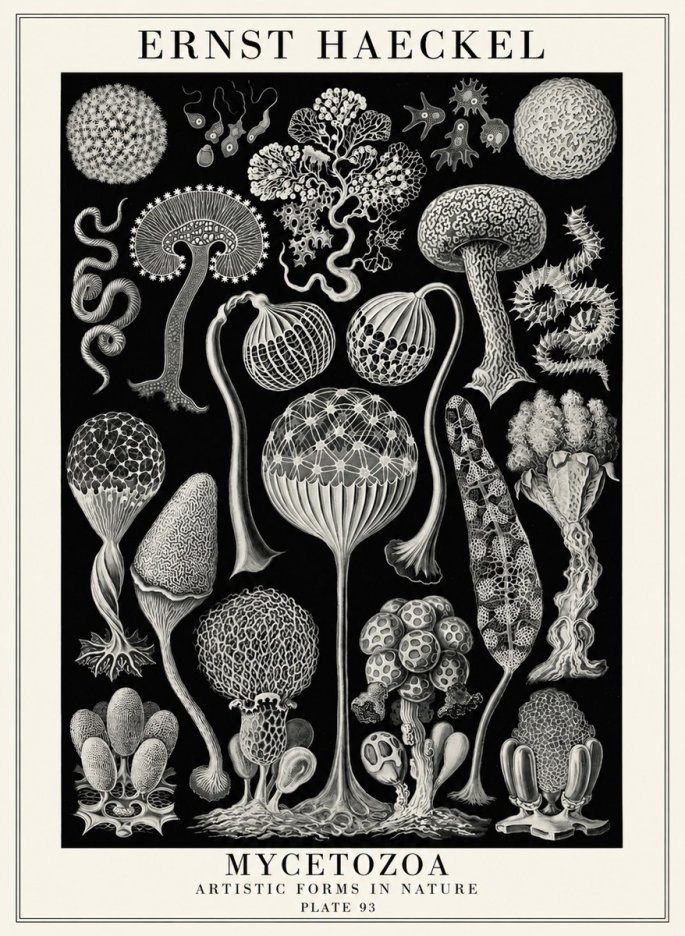 Ernst Haeckel Mycetozoa No4 - Poster