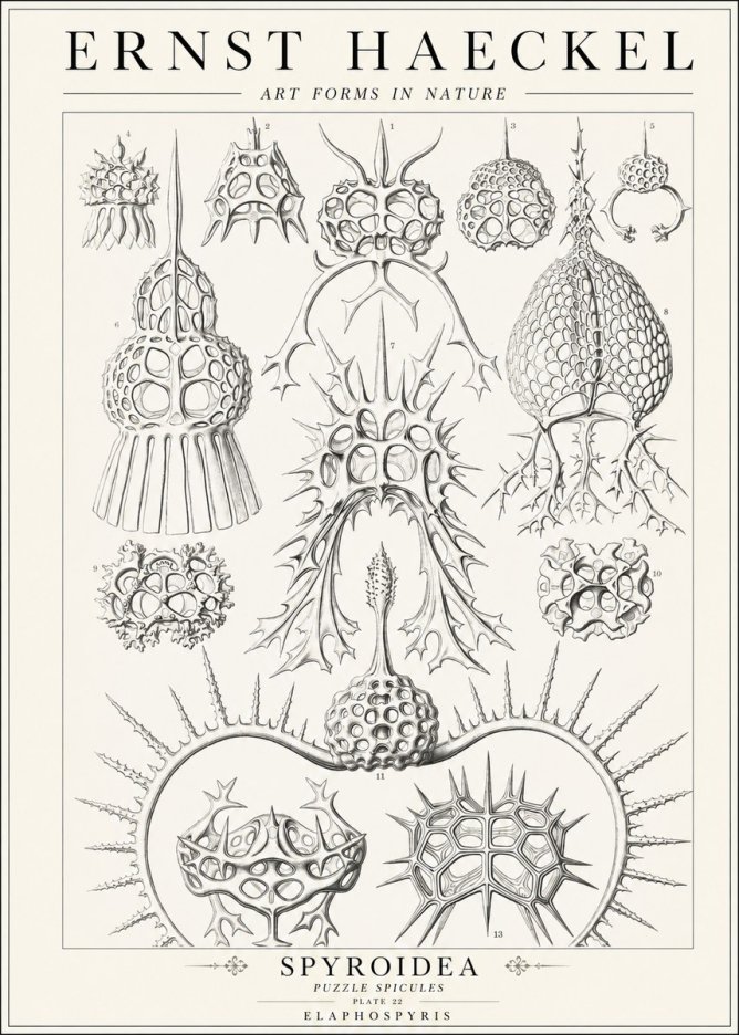 Ernst Haeckel Spyroidea - Puffball Radiolarians - Plate 22 No2 - Poster