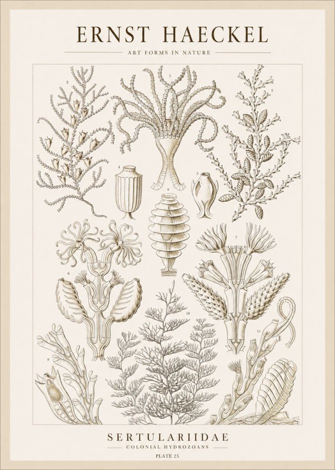 Ernst Haeckel Sertulariidae No1 - Poster