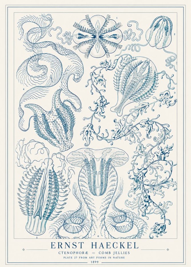 Ernst Haeckel Ctenophoræ – Comb Jellies No1 - Poster
