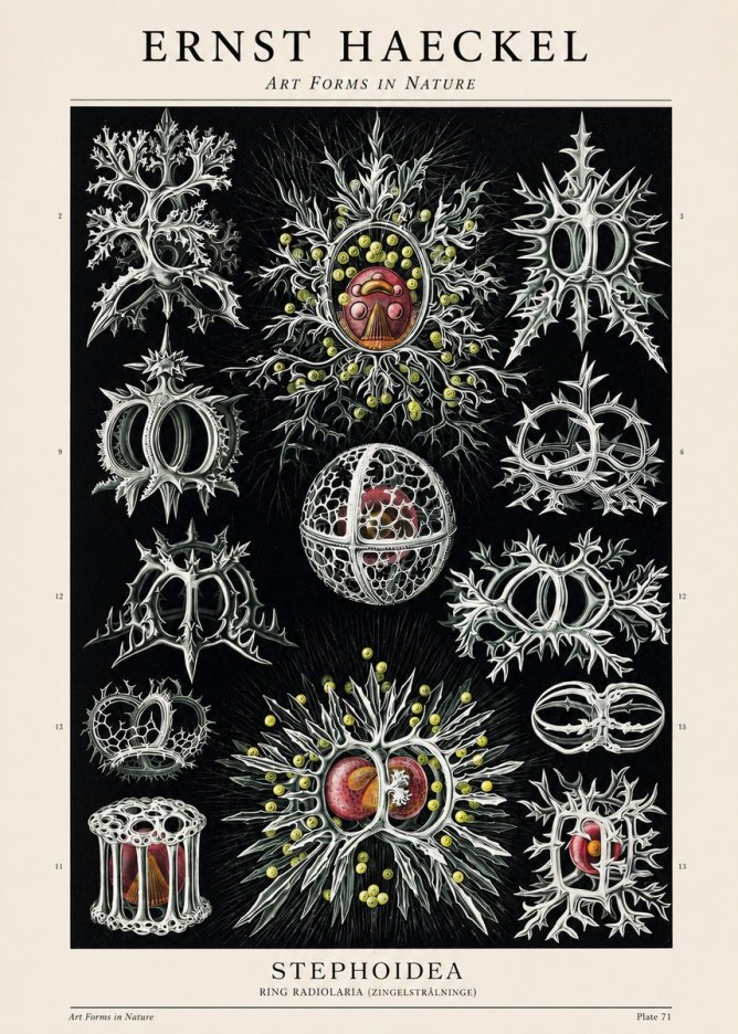 Ernst Haeckel Stephoidea No1 - Poster
