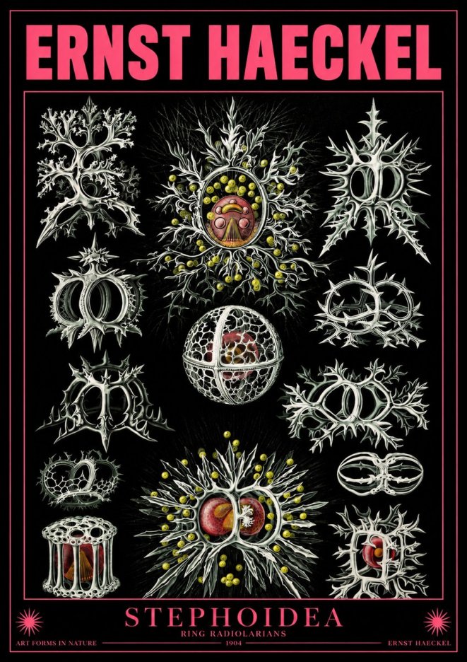 Ernst Haeckel Stephoidea No4 - Poster