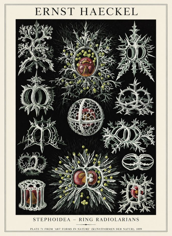 Ernst Haeckel Stephoidea No6 - Poster