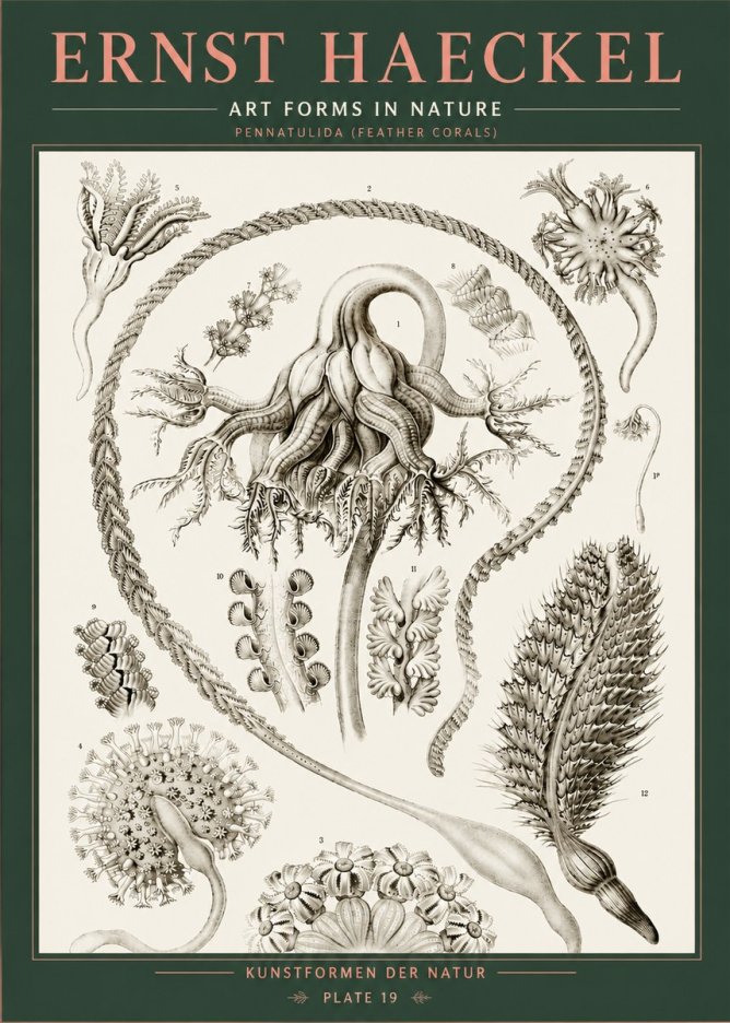 Ernst Haeckel Pennatulida - Sea Pens No5 - Poster