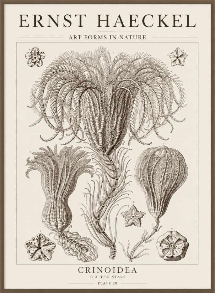 Ernst Haeckel Crinoidea - Palm Lilies No5 - Poster