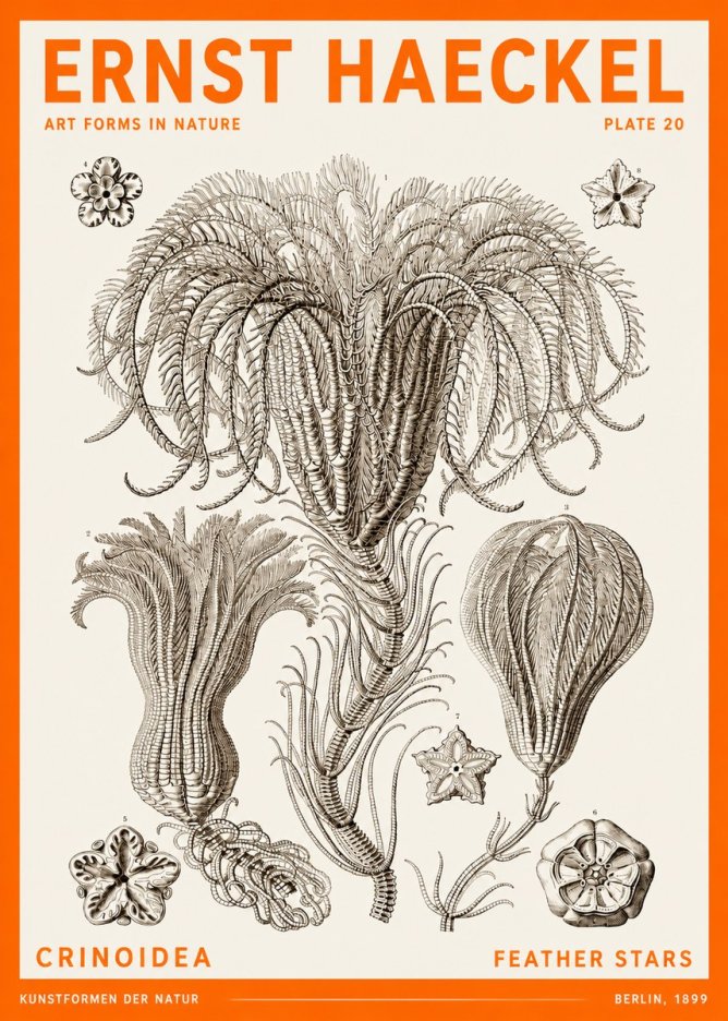 Ernst Haeckel Crinoidea - Palm Lilies No6 - Poster