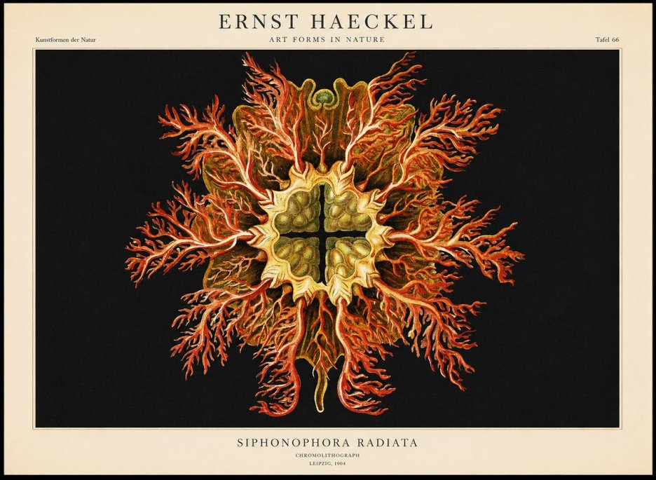 Ernst Haeckel Marine Organism No2 - Poster