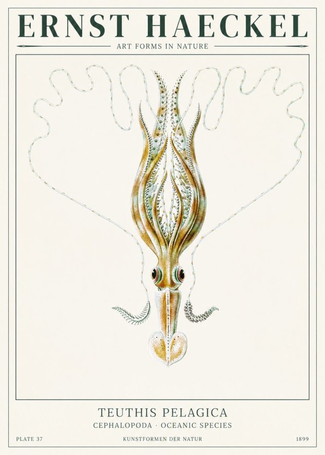 Ernst Haeckel Teuthis Pelagica No1 - Poster