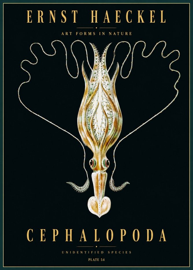 Ernst Haeckel Teuthis Pelagica No5 - Poster
