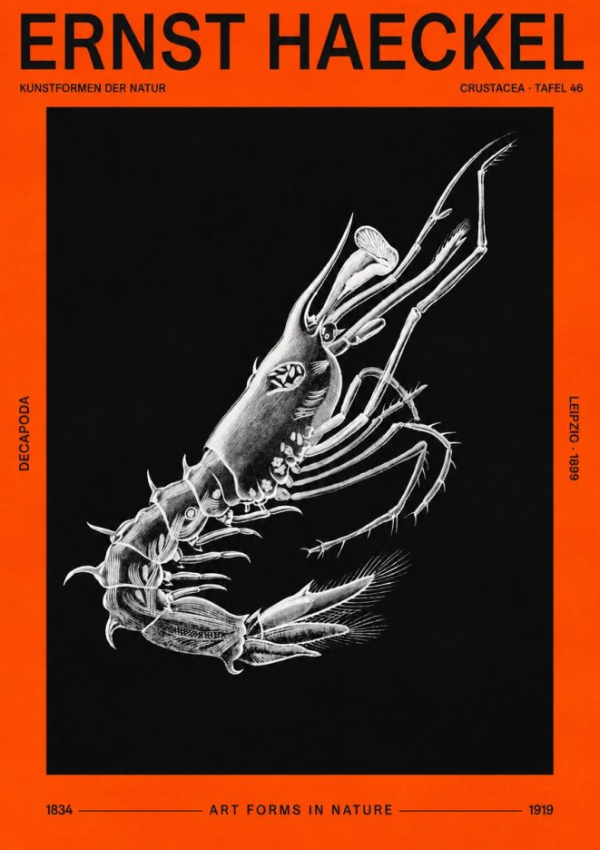Ernst Haeckel Decapoda the Crustaceans No3 - Poster