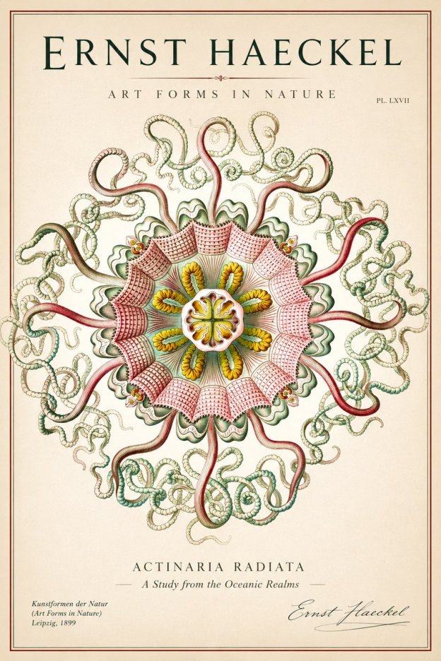 Ernst Haeckel Discomedusae – Actiniae No2 - Poster